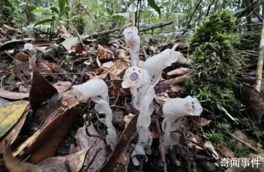 柳州驚現神秘“冥界之花” 水晶蘭是國家一級保護植物嗎