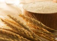 14億多人的飯碗端得穩(wěn)、端得牢 當(dāng)前我國糧食安全形勢如何