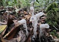 柳州驚現(xiàn)神秘“冥界之花” 水晶蘭是國家一級保護(hù)植物嗎