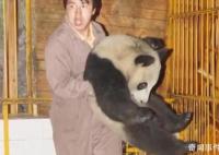 汶川地震飼養員連抱帶抬轉移大熊貓 冒著余震風險生死狂奔