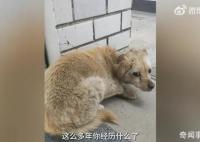 狗狗失蹤7年后回家主人煮餃子慶團圓 十分驚喜與感動