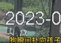 遛狗男子將6歲兒童打成腦震蕩被刑拘 被依法采取刑事強制措施