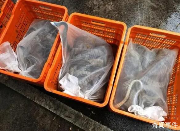 一夜偷1000斤蛇500枚蛇蛋4人落網(wǎng) 綜合判研分析鎖定抓獲疑犯