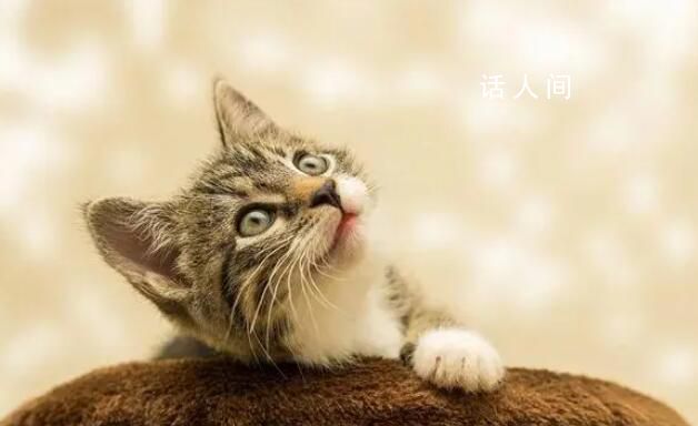 杭州寵物減肥一月收費4000元起 為肥胖的寵物定制減肥課程