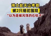 北大博士赴天山考察被倆駱駝圍觀 呆萌的樣子很有趣