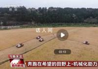 當傳統小麥遇上現代機械化收割 小麥機械化收割農業增效農民增收
