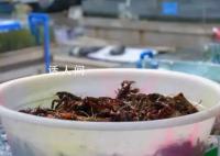 小龍蝦價格近腰斬 小規格的小龍蝦每斤不到10元