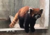 警方破獲大案解救63只小熊貓 死亡23只存活40只