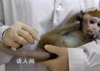 日媒:美國實驗猴貴了約15倍