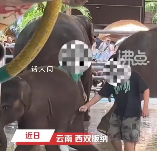 網傳云南一公園多人用針扎小象 已經反饋了有關部門在協助調查