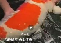 濟南巨無霸錦鯉順利產卵30萬顆 網友：愿望清單又要加長長長了