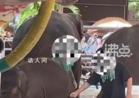 網傳云南一公園多人用針扎小象 已經反饋了有關部門在協助調查