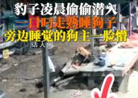 豹子闖入印度男子家中偷狗 引起網友熱議