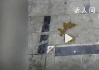 安徽滁州一小區(qū)內(nèi)有人高空拋下糞便 拋物位置在監(jiān)控死角
