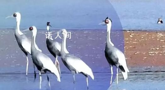 國際生物多樣性日 帶你看各地生物多樣性保護(hù)成果