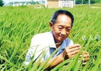 袁隆平逝世兩周年 一稻濟(jì)世萬家糧足