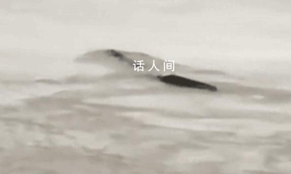 男子稱拍到5米長不明生物 現場曝光