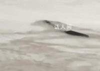 男子稱拍到5米長不明生物 現場曝光