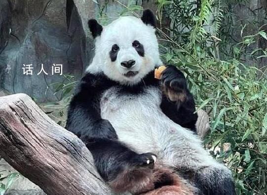 旅泰大熊貓“林惠”死因公布 因動脈粥樣硬化伴栓塞導(dǎo)致多器官功能衰竭死亡