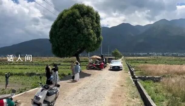 大理回應棒棒糖樹被嘲“買家秀” 引起了廣泛關(guān)注