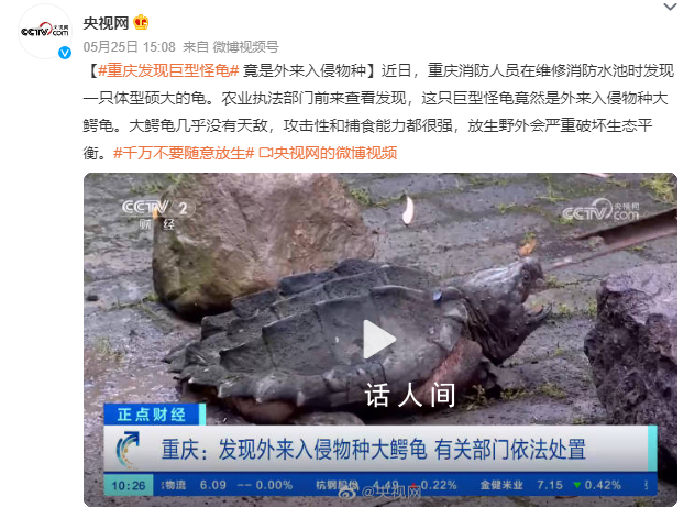 重慶發(fā)現(xiàn)巨型怪龜 攻擊性和捕食能力都很強