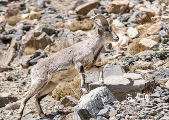 珠峰生態(tài)環(huán)境不斷向好 生態(tài)環(huán)保工作取得明顯成效