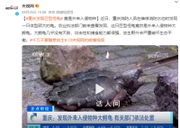 重慶發(fā)現(xiàn)巨型怪龜 攻擊性和捕食能力都很強(qiáng)