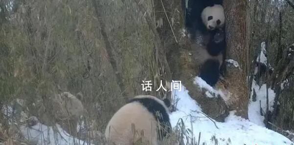 全球唯一白色大熊貓的媽媽可能是它 將通過DNA檢測