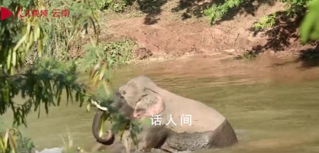 野象河中玩水消暑上演按頭殺 快樂氛圍溢出屏幕