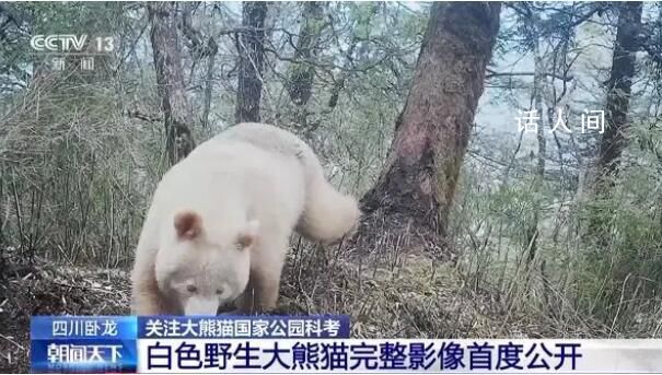 白色大熊貓影像首公開 紅外相機拍攝白色大熊貓罕見社交影像