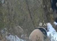 全球唯一白色大熊貓的媽媽可能是它 將通過DNA檢測