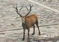 上海再現野生四不像 該動物為麋鹿