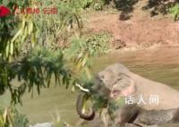 野象河中玩水消暑上演按頭殺 快樂氛圍溢出屏幕
