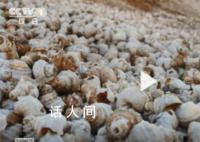 古人吃剩的螺螄殼堆成一座山 歷經千余年
