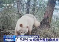白色大熊貓影像首公開 紅外相機拍攝白色大熊貓罕見社交影像