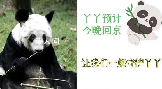 丫丫啟程回京 已離開上海動物園前往機場