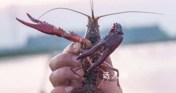 日本6月起禁止出售或放生小龍蝦 違者將面臨最高3年監(jiān)禁
