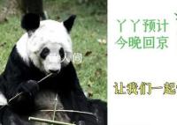 丫丫啟程回京 已離開上海動物園前往機場