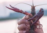 日本6月起禁止出售或放生小龍蝦 違者將面臨最高3年監禁