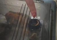 大學生網購零食放蟲子敲詐40多次 零食企業多次遭惡意索賠