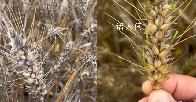 成熟麥子因降雨發芽?當地回應
