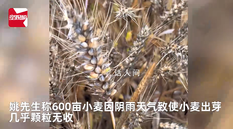 小麥因下雨發芽 農戶哭訴損失慘重