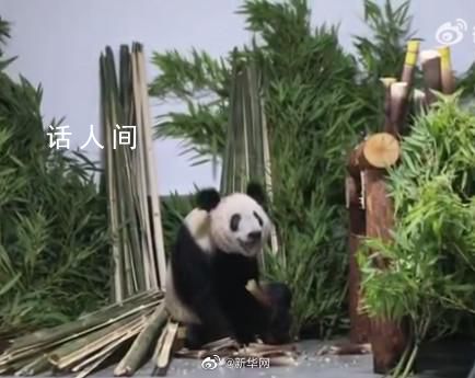 丫丫肉眼可見地胖了 一到家丫丫就被竹子包圍了