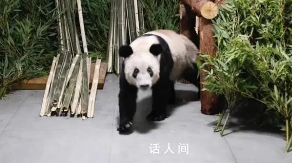 民眾凌晨在北京動物園門口等丫丫 因丫丫回京后需靜養(yǎng)現(xiàn)不對外展出