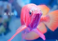 一條龍魚居然能換一套房 一條龍魚為什么這么值錢
