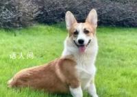 柯基主人:丈夫一家人三觀都有問題