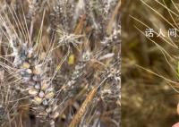 成熟麥子因降雨發芽?當地回應