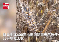 小麥因下雨發(fā)芽 農(nóng)戶哭訴損失慘重