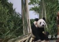 丫丫一到家就被竹子包圍了 目前丫丫健康狀況穩(wěn)定
