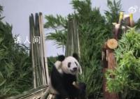 丫丫肉眼可見地胖了 一到家丫丫就被竹子包圍了